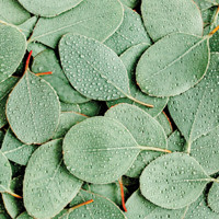 Green carpet colors