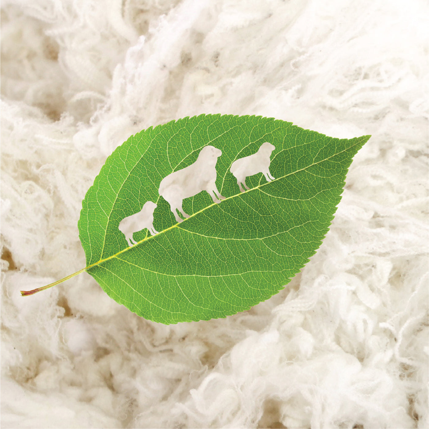 Sheep grazing in a green field