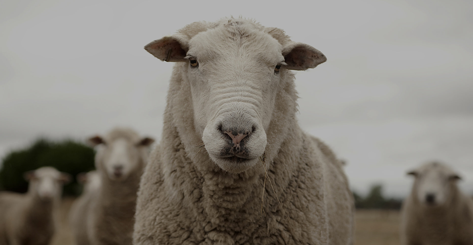 Sheep on a New Zealand farm